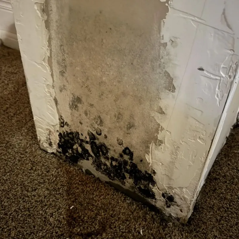 Professional Mold Removal in Spencer, OK
